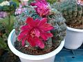 Dwarf Chin Cactus